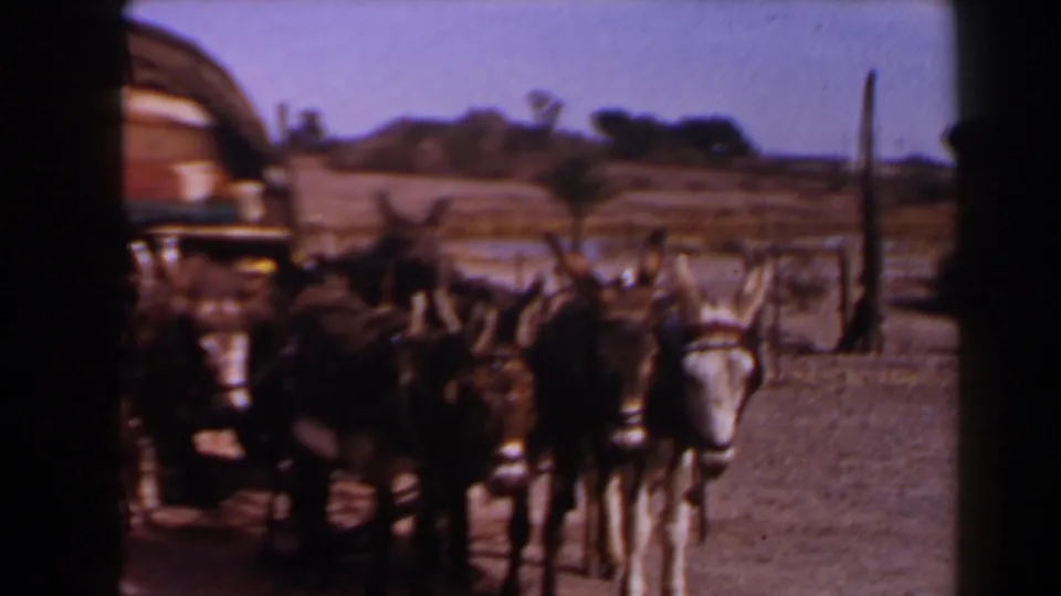 Harnessed donkeys stand beside part of a carriage in a faded 1958 Texas home-movie view with dry ground and sparse vegetation.