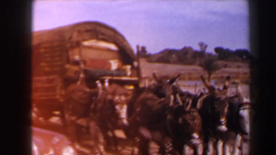 Soft 8mm view of harnessed donkeys pulling a covered wagon in a Texas outdoor scene from 1958.