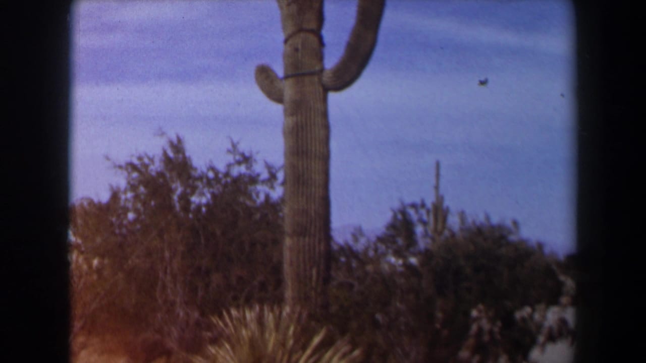 1958 Texas 8mm frame showing a tall armed cactus partly cropped above dense desert shrubs and blue sky.