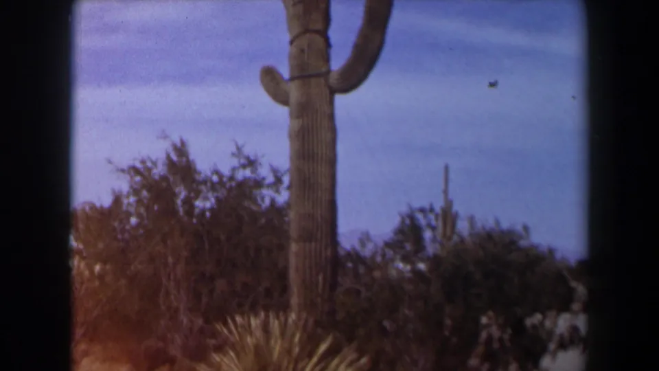 1958 Texas 8mm frame showing a tall armed cactus partly cropped above dense desert shrubs and blue sky.