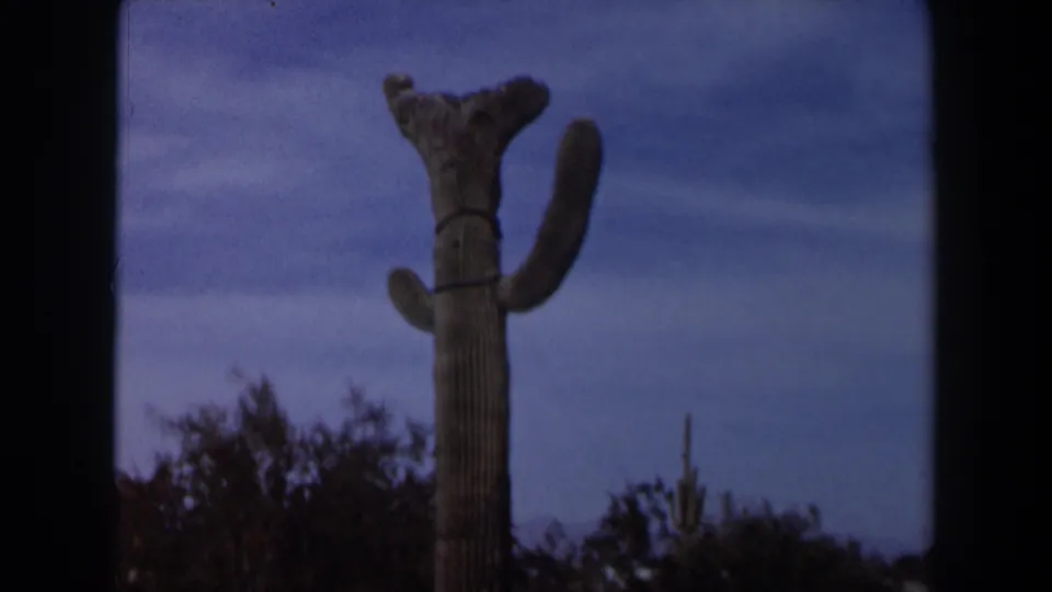1958 Texas 8mm frame focusing on the upper portion of an armed cactus against blue sky and shrub-covered desert ground.