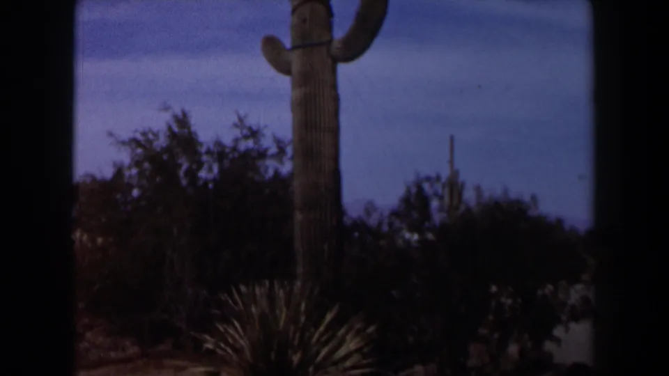 1958 Texas 8mm frame showing the cactus from a slightly shifted angle with shrubs, spiky plants, and blue sky around it.