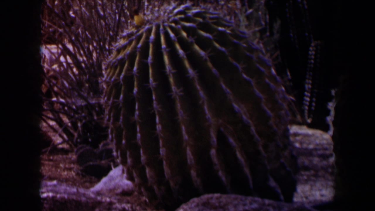 1958 Texas-listed 8mm frame showing ribbed barrel cacti, spines, dry brush, and dark vertical plant forms under strong sun.