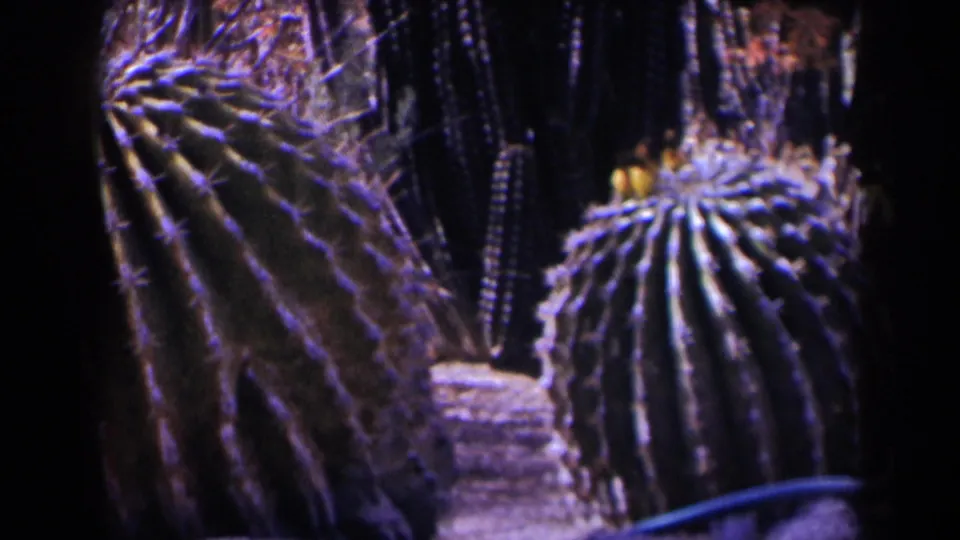 1958 Texas-listed 8mm view of multiple cacti, including a large ribbed barrel form and darker columnar plants in uneven sunlight.