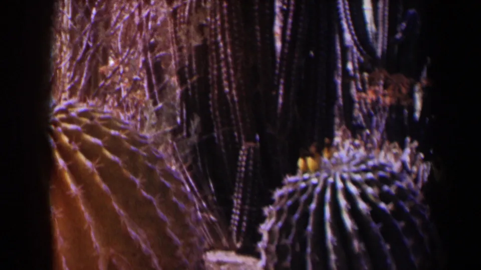 1958 Texas-listed 8mm frame with two barrel cacti, tall dark stems, dry brush, and heavy shadowing from the film edge or foreground.