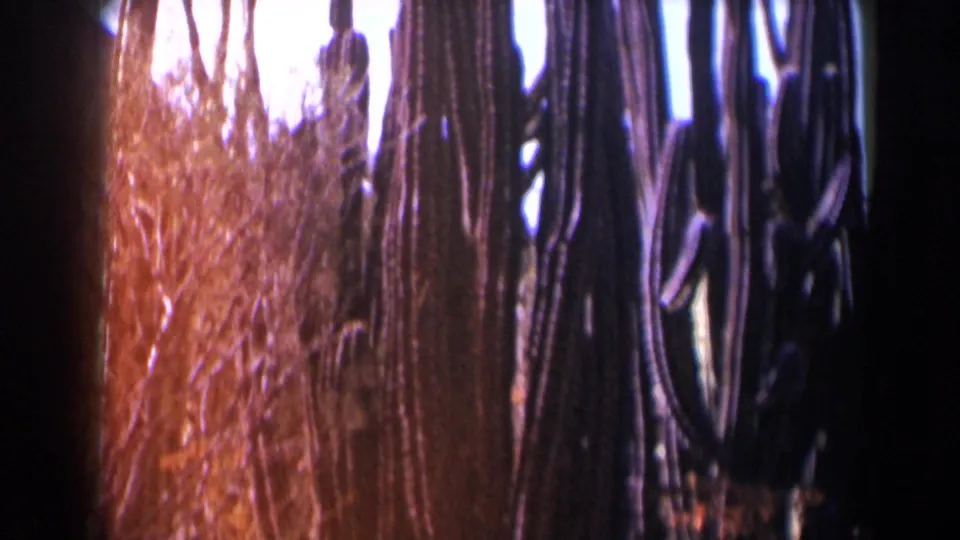 1958 Texas-listed 8mm frame showing tall vertical cactus or tree forms, orange film flare, and bright sky peeking through.