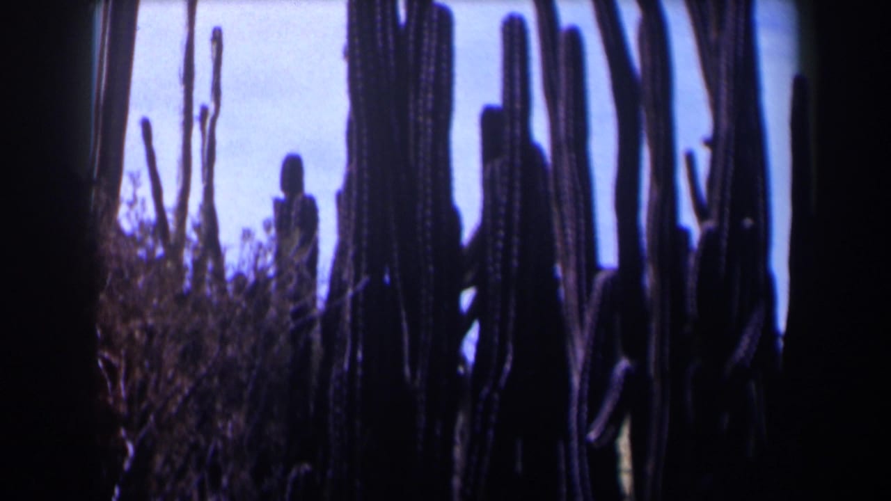 1958 Texas 8mm frame showing tall cactus silhouettes and desert scrub against pale daylight.