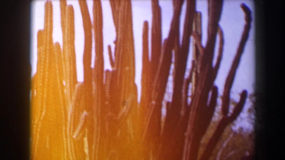 Warm-tinted 1958 Texas desert frame with clustered columnar cacti and heavy film flare.