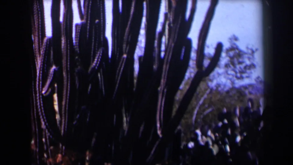 1958 Texas 8mm view of shadowed cactus stems, prickly pear pads, scrub, and distant low hills.