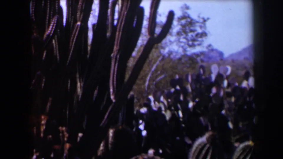 1958 Texas desert frame with cactus stems, prickly pear pads, brush, pale sky, and distant hills.