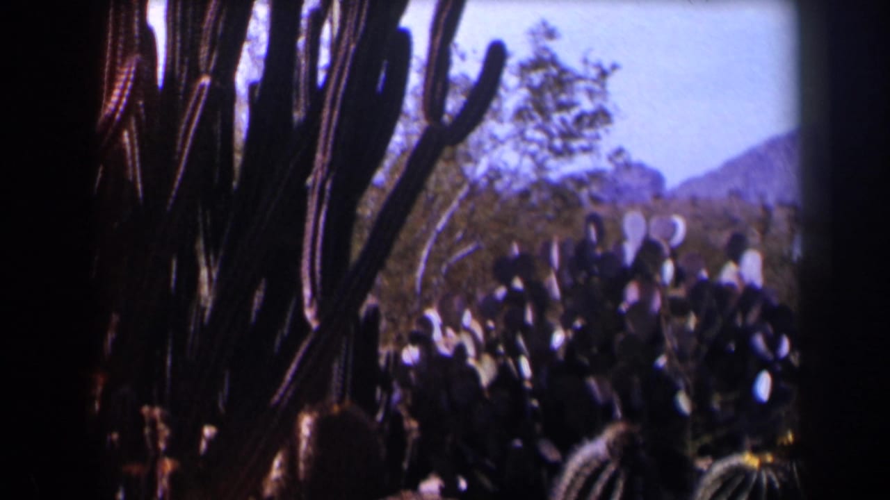 Cacti in a desert foreground with distant mountains and blue sky.