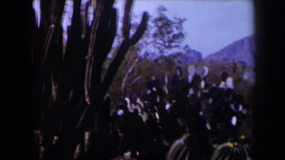 1958 Texas desert view with tall cactus stems, clustered prickly pear, shrubs, pale sky, and mountains in the background.