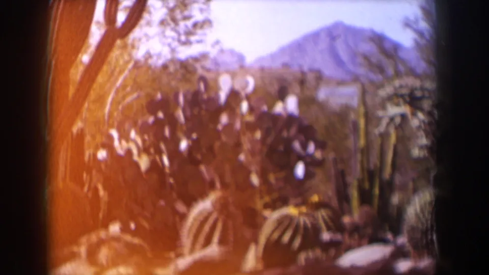 1958 Texas 8mm frame with warm flare over barrel cacti, prickly pear pads, tall cactus stems, shrubs, and mountains.