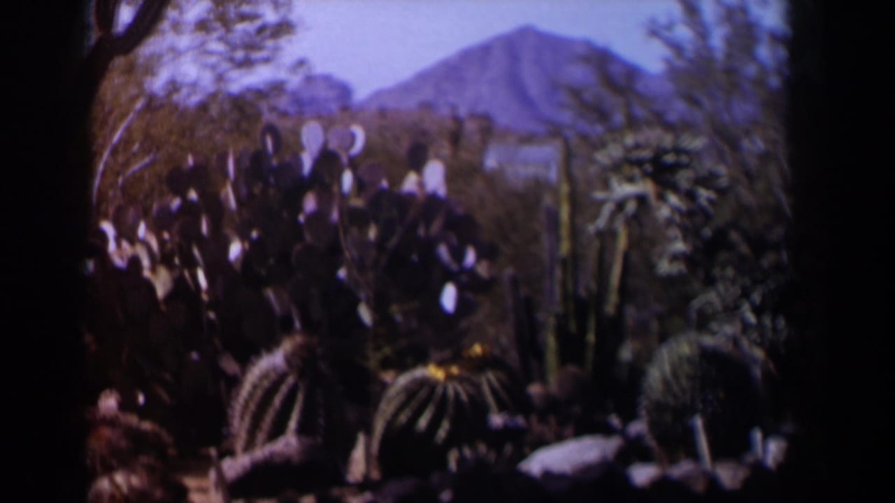 Cacti and desert plants with a distant mountain under a blue sky.