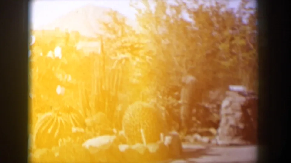 1958 Texas desert foliage seen through warm exposure, with cacti, rocks, trees, and bright sunlight.
