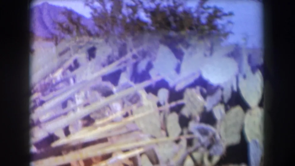 1958 Texas 8mm frame with cactus pads, long spiky leaves, and dry vegetation in a handheld home-movie view.