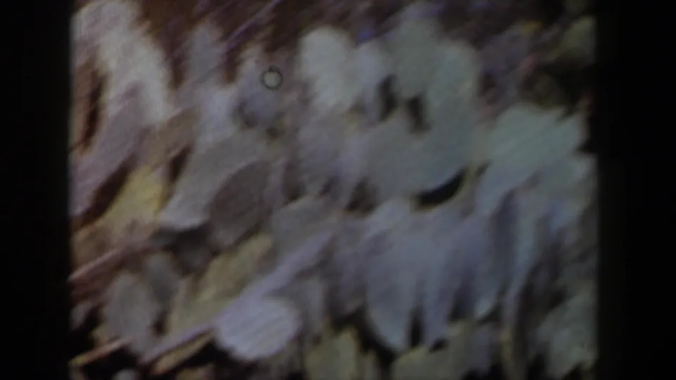 1958 Texas desert foliage in a soft, blurred 8mm close view, with cactus pads and layered plant forms.
