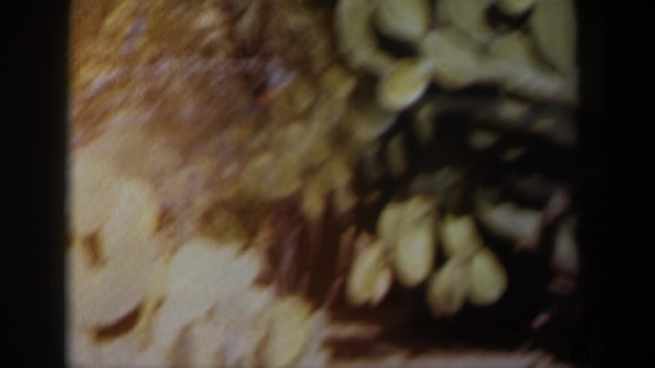 1958 Texas 8mm close-up appears to show cactus pads and plant texture, rendered in soft focus with warm color and dark frame edges.