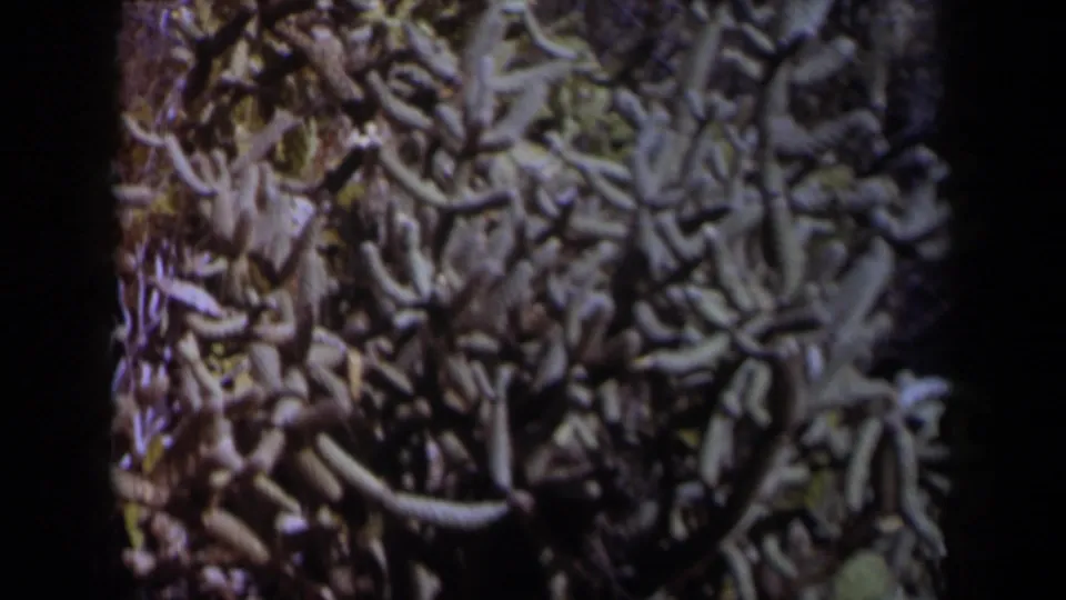 Close 8mm view of dense branching desert cactus in Texas, with grain, muted color, and a dark vertical edge from the film frame.