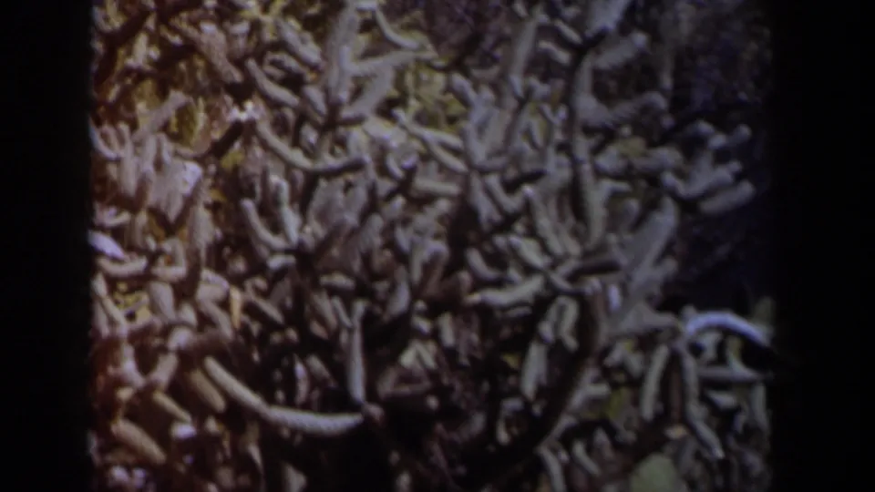 The frame shows tangled cactus branches and spiny texture in a close 1958 Texas home-movie shot with shadowed edges and visible grain.