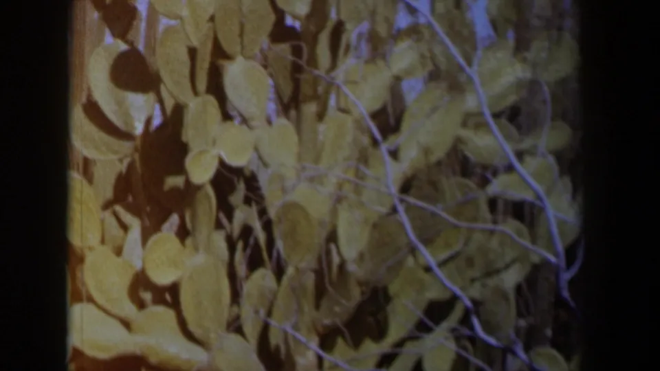 Close view of prickly pear cactus pads and dry stems in Texas, filmed in warm, soft 8mm color with visible grain and slight blur.