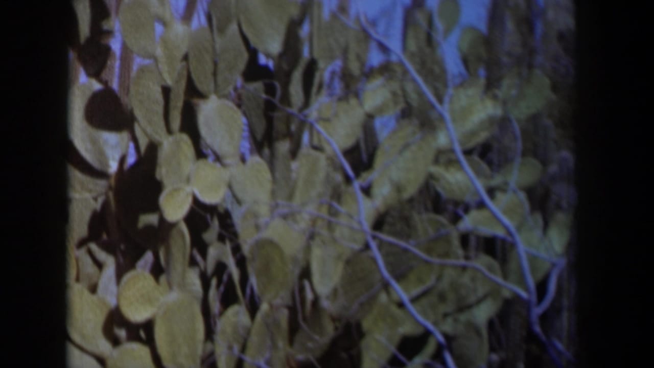 1958 Texas 8mm frame showing green prickly pear cactus pads and narrow branches in a dry outdoor setting.