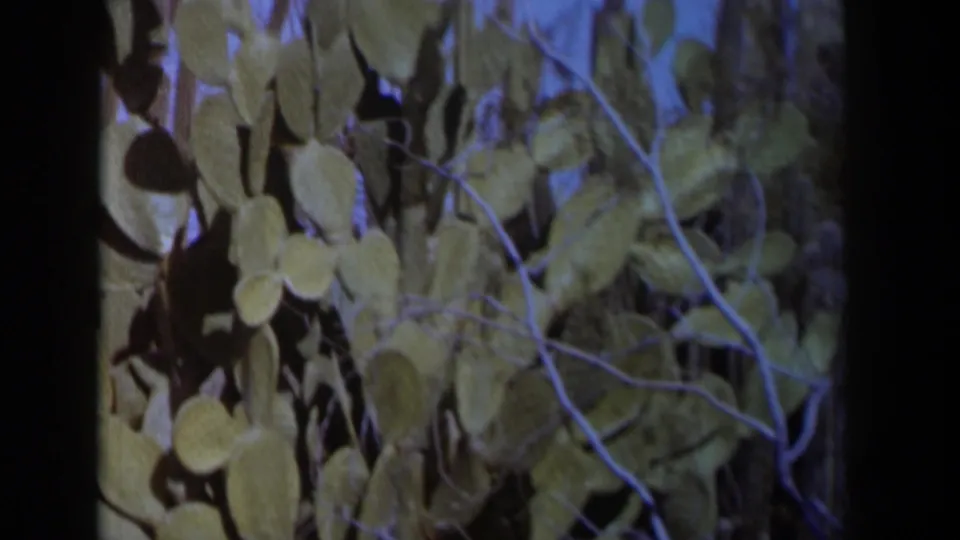 1958 Texas 8mm frame showing green prickly pear cactus pads and narrow branches in a dry outdoor setting.