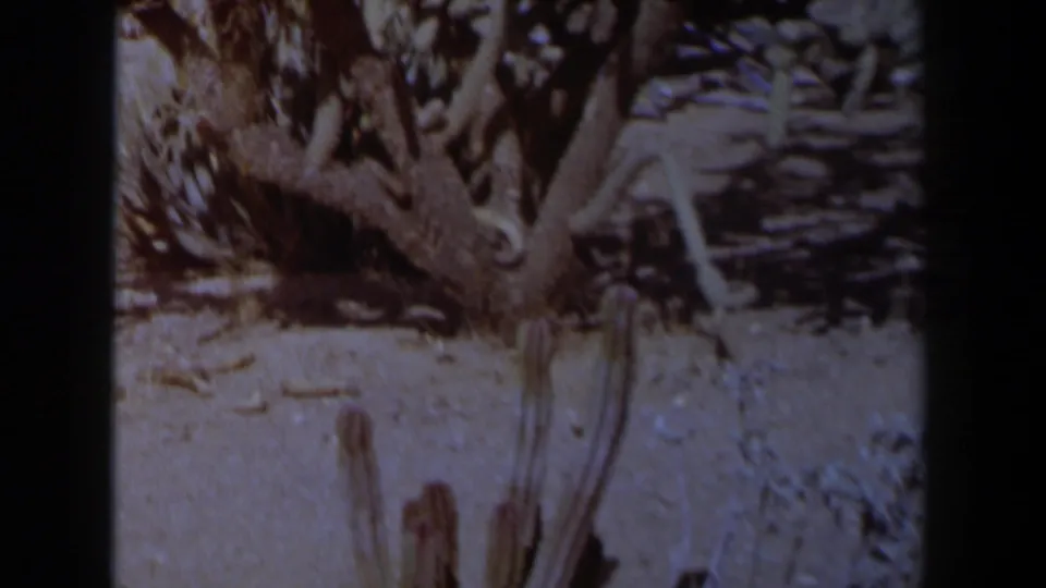 1958 Texas 8mm frame with dry ground, upright cactus stems, scattered branches, and desert brush.