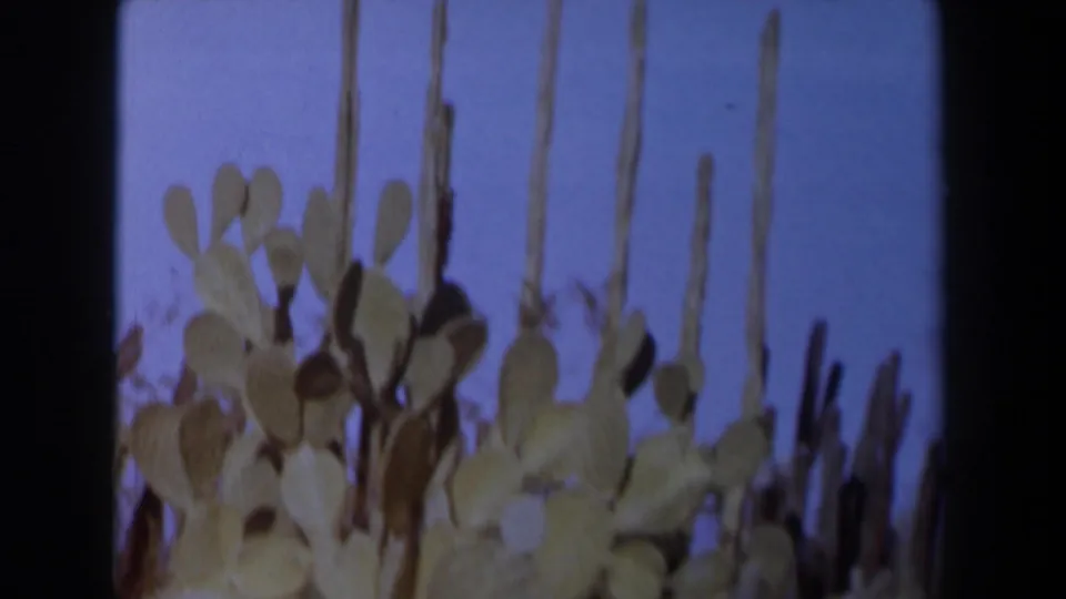 1958 Texas 8mm frame showing prickly pear cactus pads, tall dry stems, and a pale blue sky.