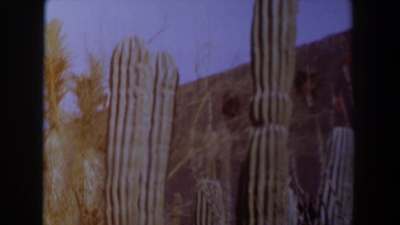 Tall ribbed cacti and dry brush against a pale sky and dark hillside.