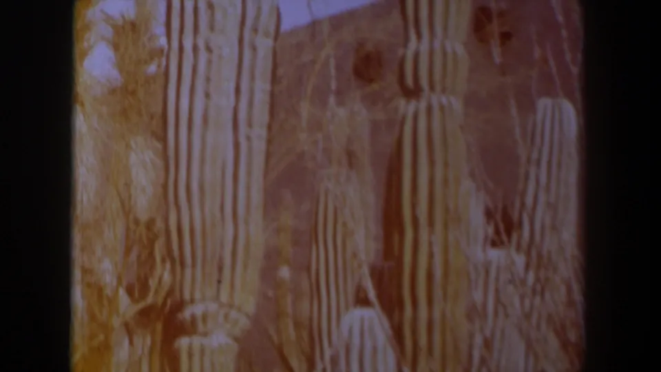 1958 Texas 8mm frame with multiple tall ribbed cacti, dry brush, faint hills, and warm faded color.