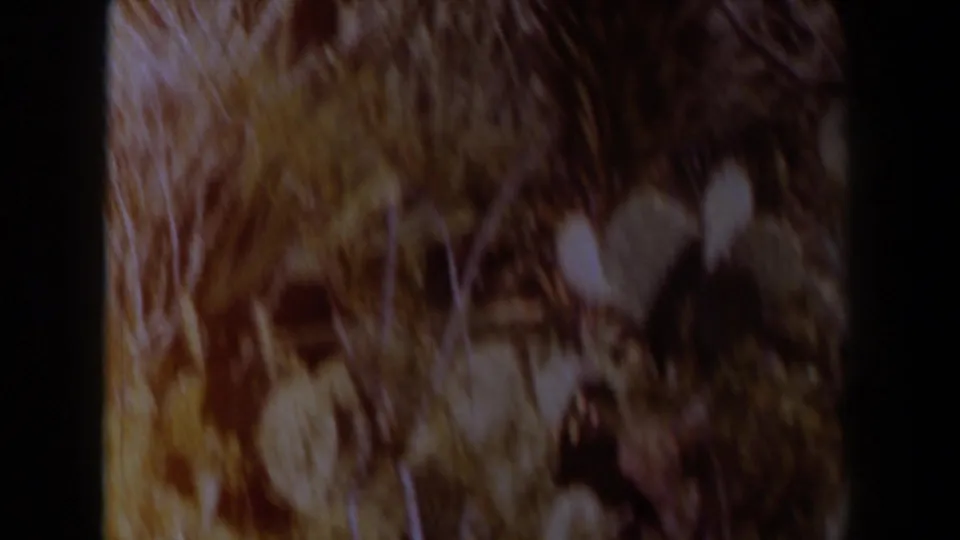 Soft 1958 Texas 8mm frame looking down at rocky desert ground, dry plant growth, and motion-blurred brush.