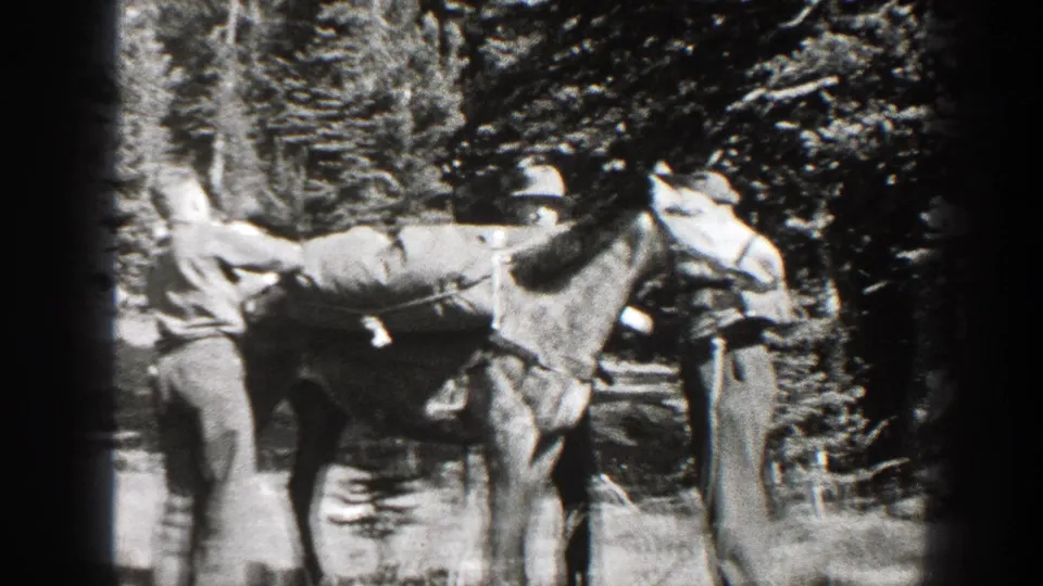 In a wooded California setting, men in hats appear to adjust tack or a load on a saddled horse.