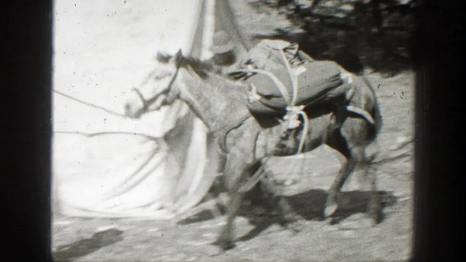 1938 California frame of a pack mule carrying bundled supplies near canvas tent fabric at a campsite.