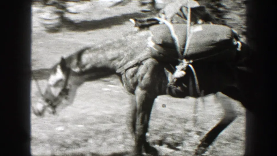 Close 1938 California home-movie view of a pack mule with supplies and ropes at the campsite.