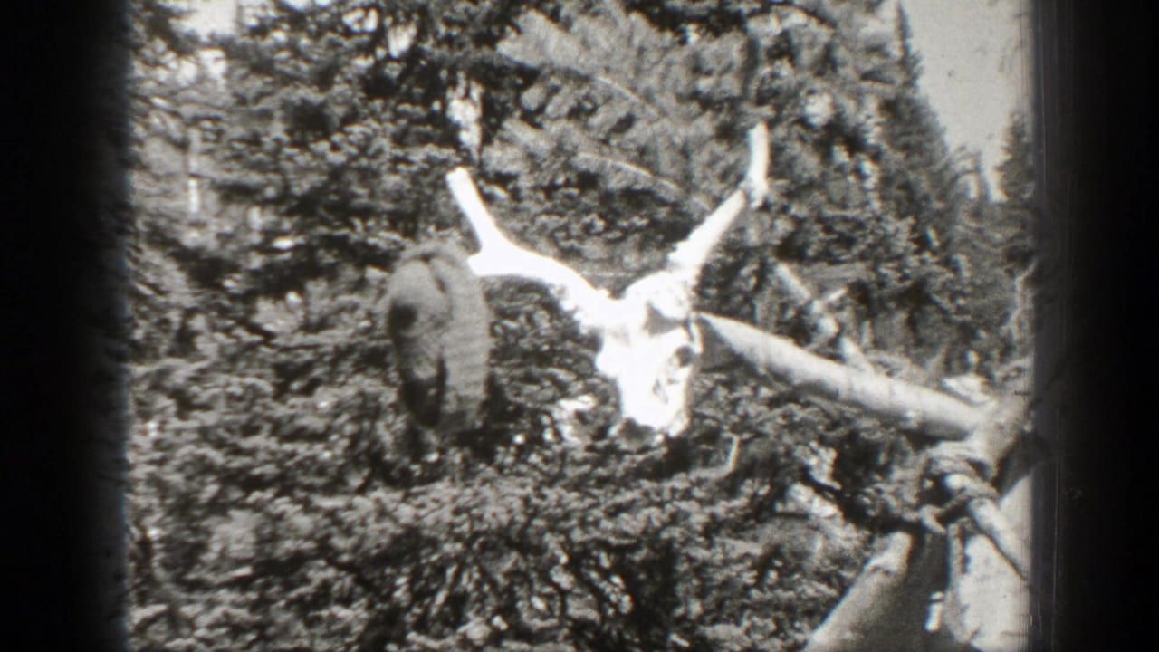 1938 California 8mm frame showing an animal skull or horned remains set among dense forest branches.