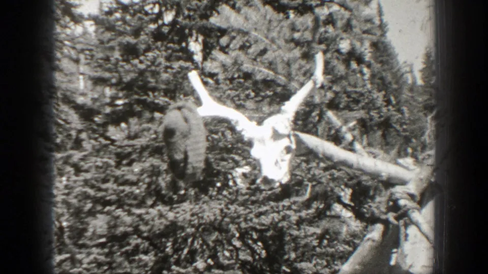 1938 California 8mm frame showing an animal skull or horned remains set among dense forest branches.