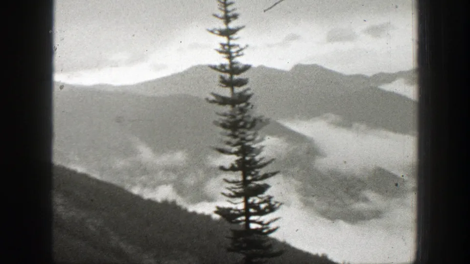1938 California home-movie view of a tall conifer silhouetted against layered mountains and fog-filled ravines.