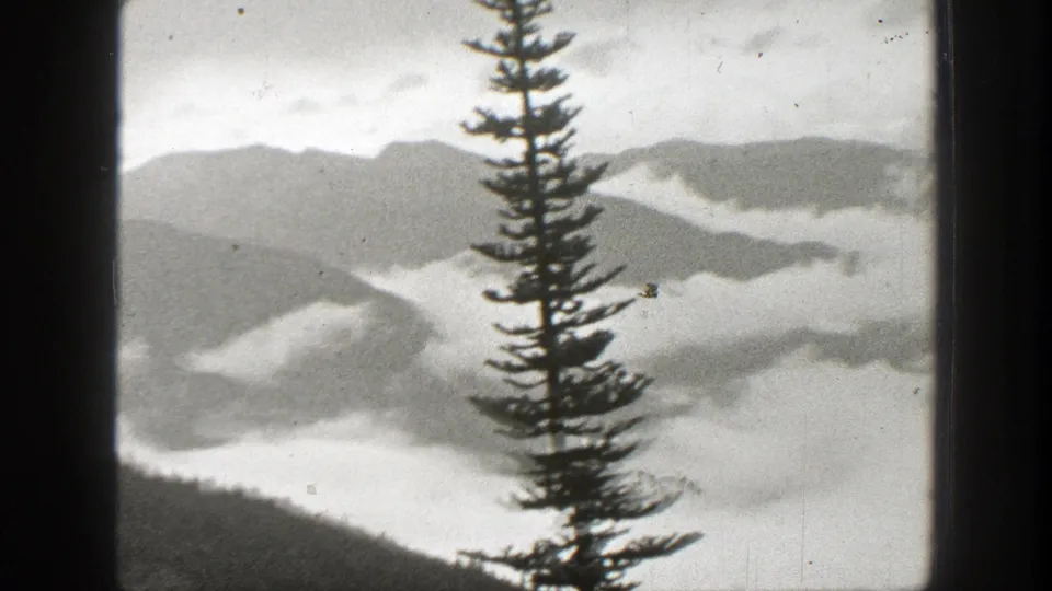 1938 California home-movie frame of a mist-filled mountain valley, with a central evergreen and dark vertical window dividers.