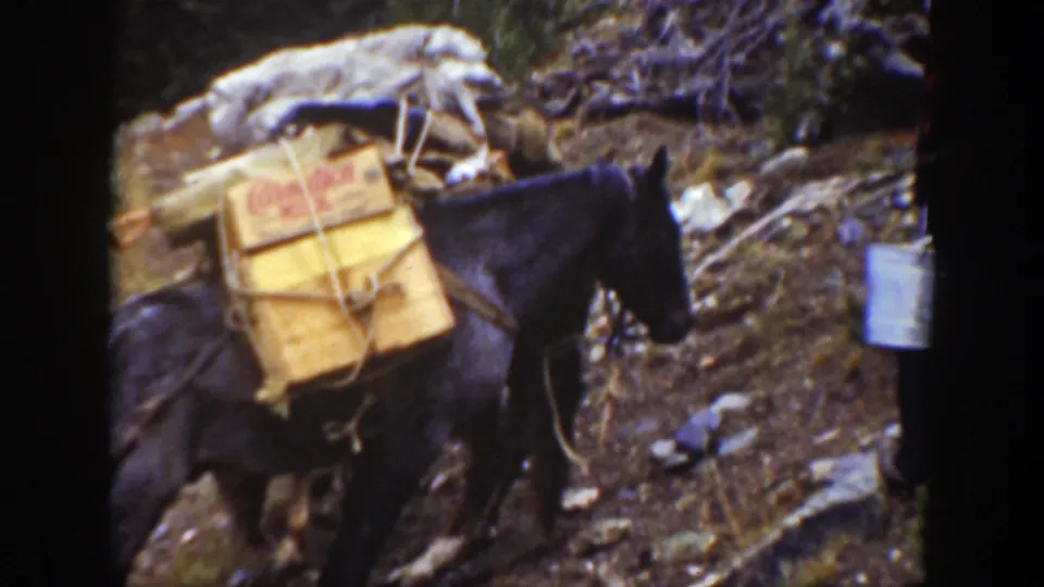 Pack horse loaded with a wooden Carnation Milk crate and bundled gear on a California mountain hillside.