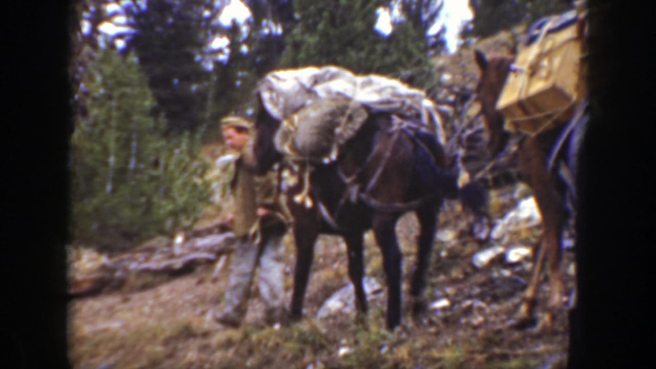 In 1938 California footage, a man stands beside heavily loaded pack horses on a rough forested mountain trail.