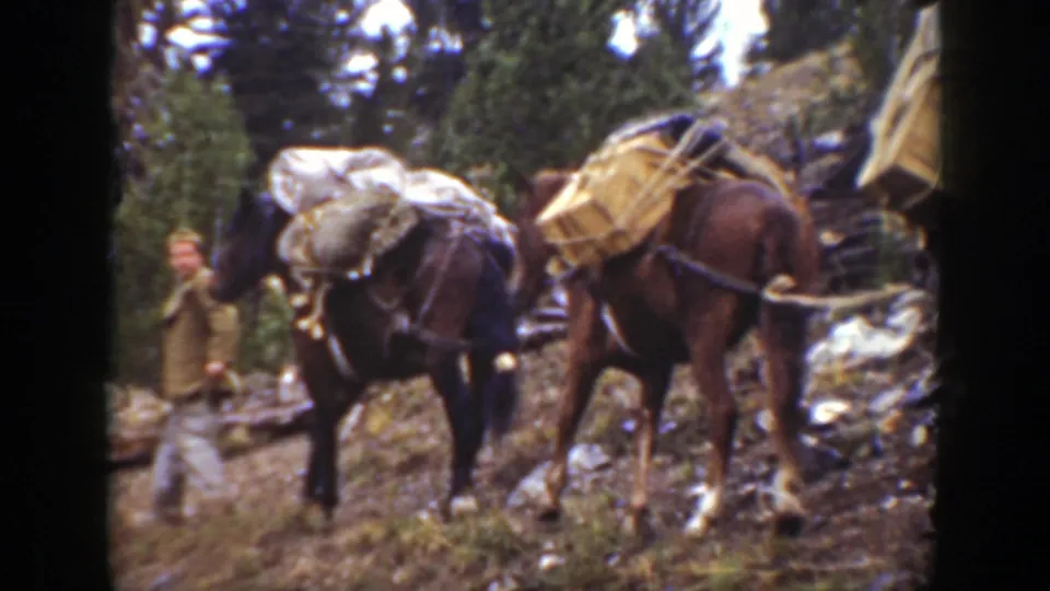 A man guides a line of loaded pack horses along a wooded California mountain trail in archival 8mm footage.