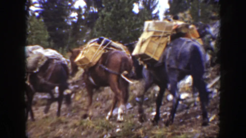 The pack horses continue away from the camera, their large loads visible against the forested California trail setting.