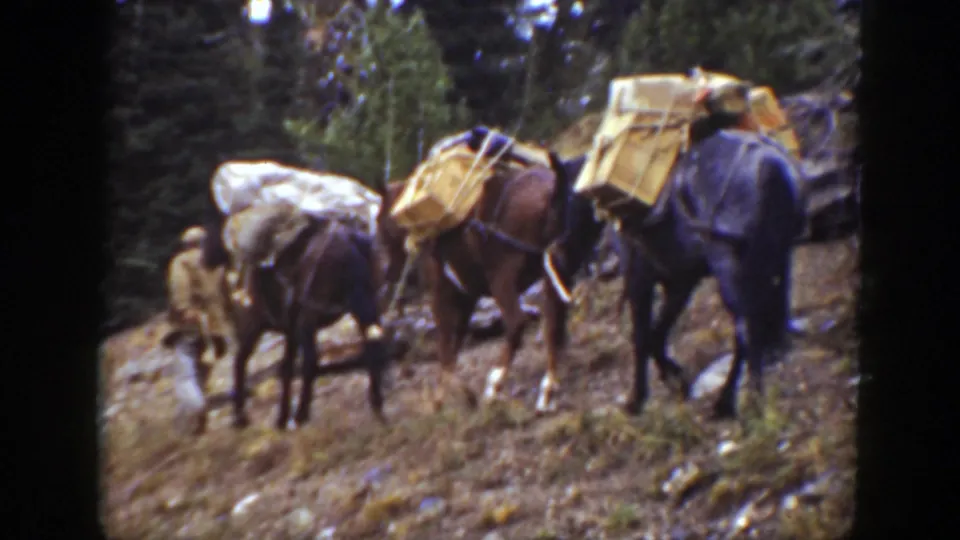 Three heavily loaded pack horses follow a man through a conifer-lined mountain path in 1938 California home-movie footage.