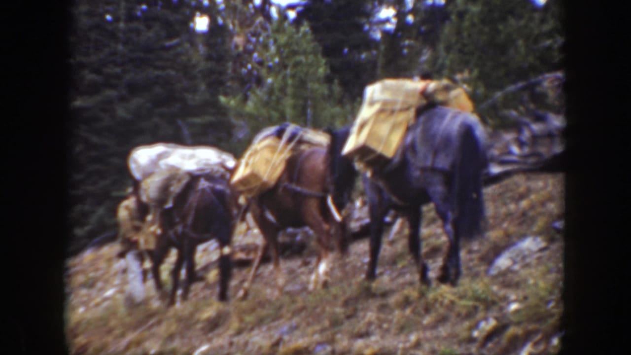 Loaded mules climb or stand on a steep wooded hillside with canvas packs.
