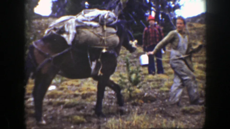 A heavily loaded pack mule appears in the foreground while men in outdoor clothing move through wooded California hillside terrain.