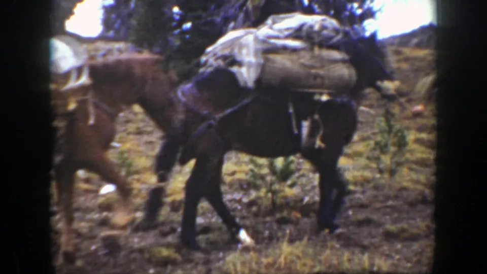 The pack mule moves across uneven wooded ground with bulky side loads, continuing the 1938 California backcountry home-movie scene.