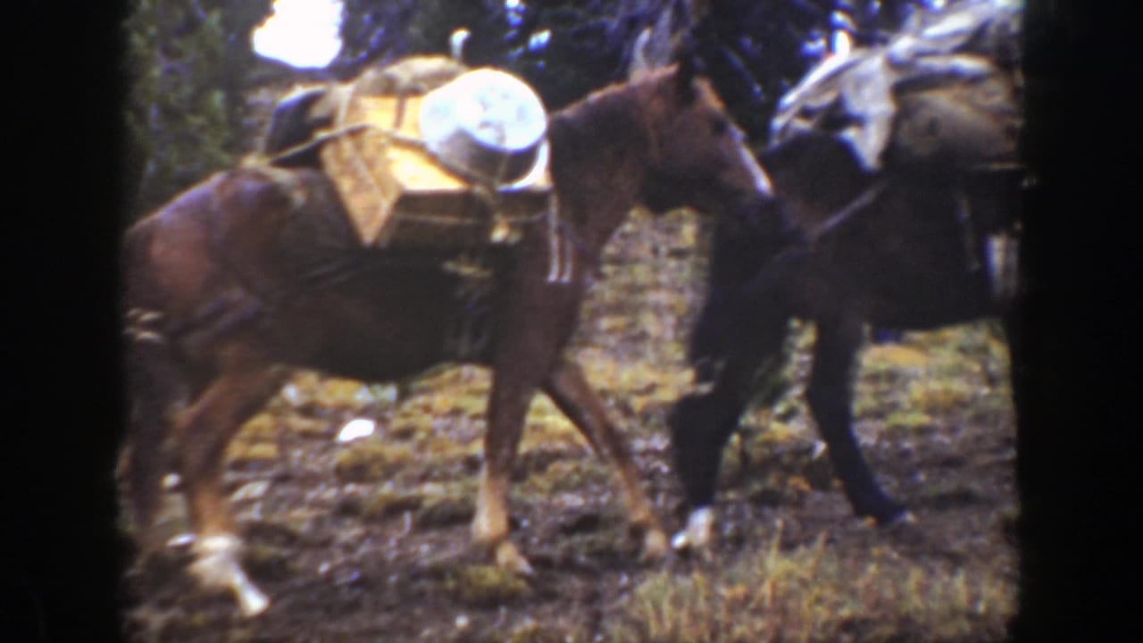 1938 California home-movie frame showing brown and dark pack animals carrying crates through a wooded trail.