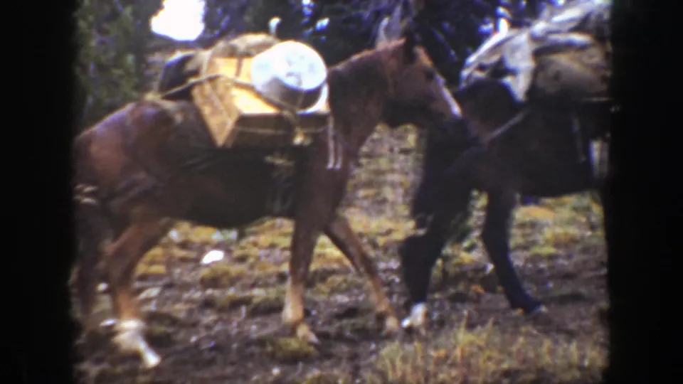 1938 California home-movie frame showing brown and dark pack animals carrying crates through a wooded trail.