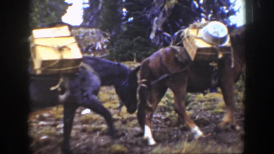 A dark pack animal and a brown animal carry wooden loads through a California forest setting in 1938 footage.